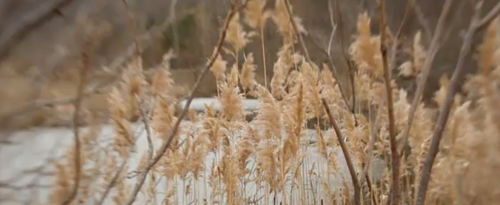 Evergreen Brickworks film wins Hotdocs award