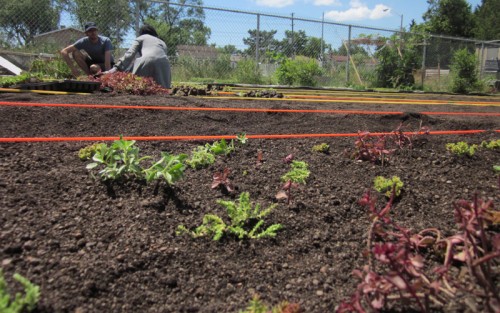 Planting for an elevated bioswale in Scarborough