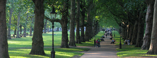 Trees in Public Space: ERA’s Brendan Stewart Speaks