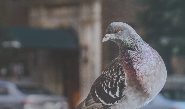 A Field Guide to Tactical Heritage Urbanism