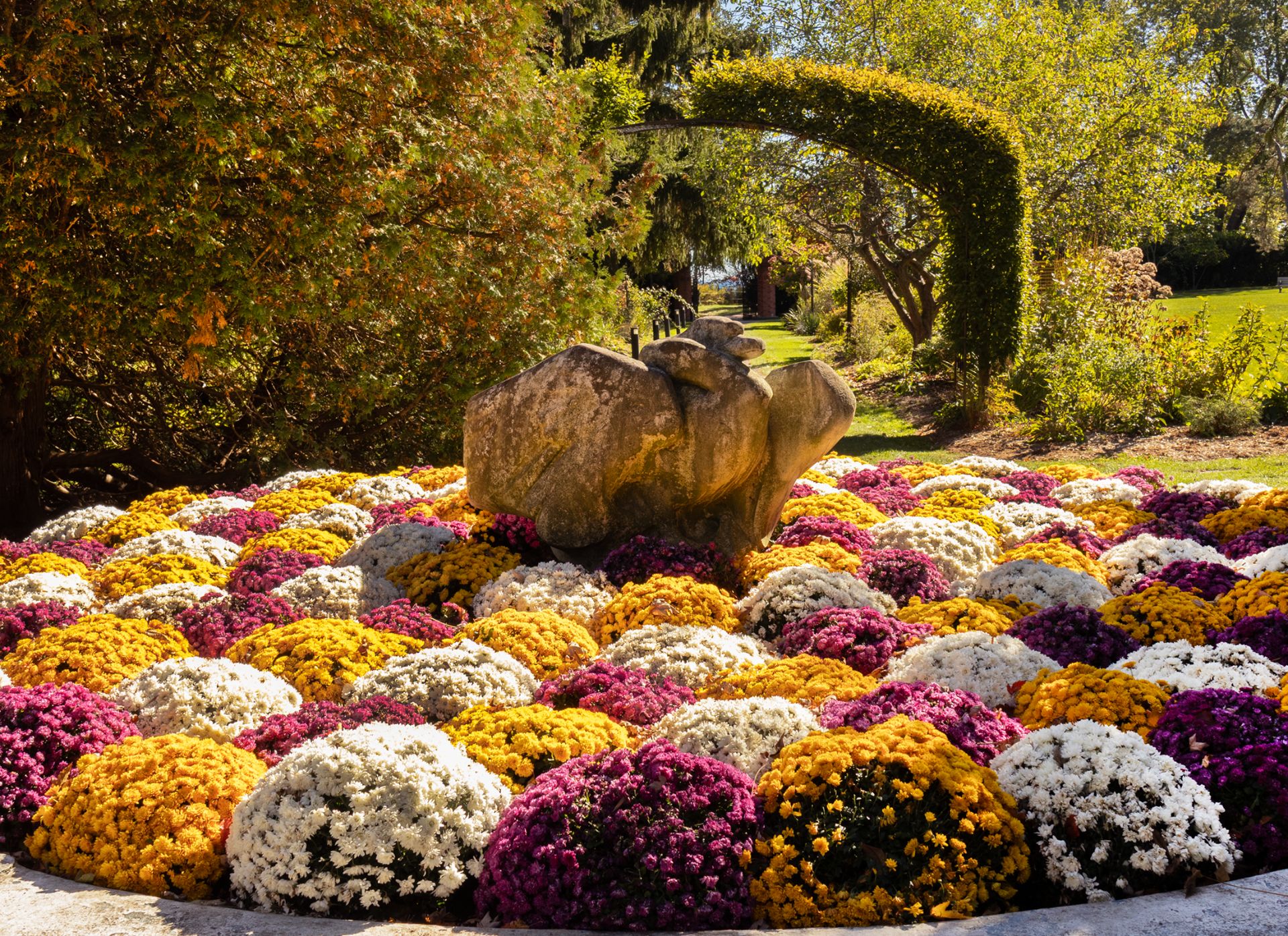 Colourful chrysanthemums surrounding a sculptural stone in a garden.