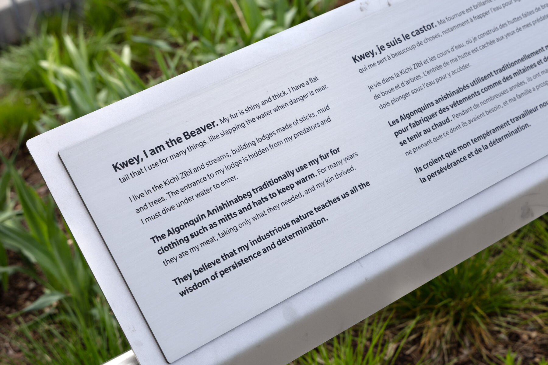 Close-up view of interpretation panel about beavers and the Algonquin Anishinabeg's traditional uses of beaver fur and meat/  